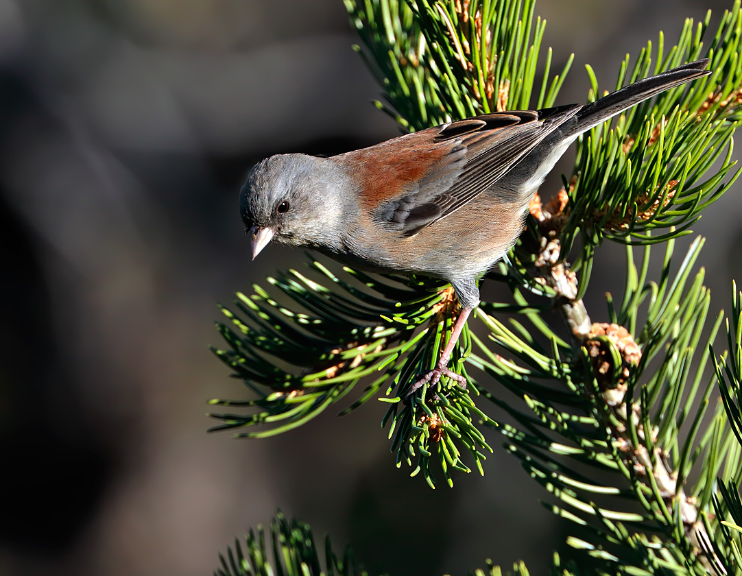 Dark-eyed Junco