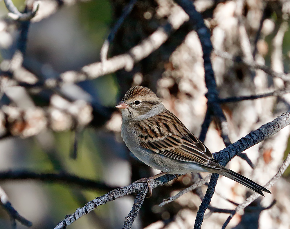 Chipping Sparrow