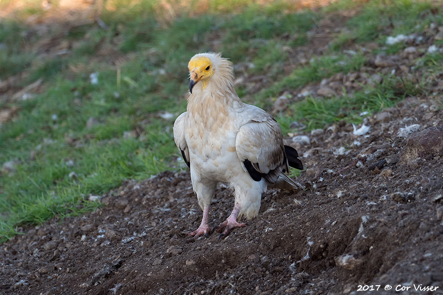 Egyptian vulture / Aasgier