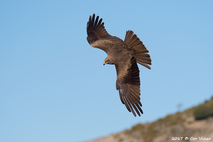 Black kite / Zwarte wouw