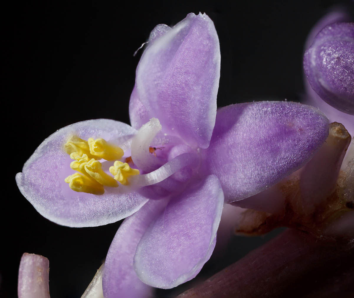 Macro Photography