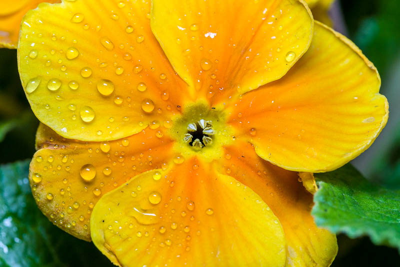Primrose
