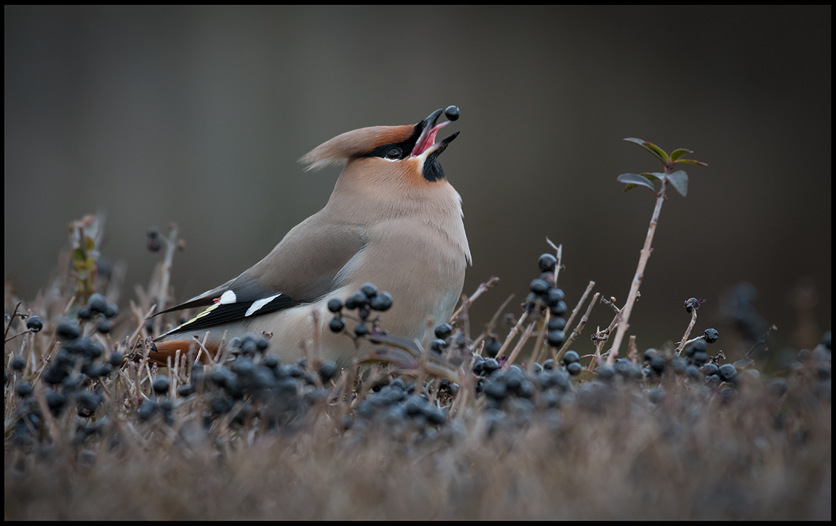 Bohemian Waxwing (Sidensvans) in my garden at Grnhgen