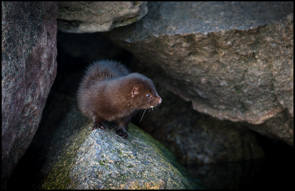 Mink  (Neovison vison) Mrbylnga harbour