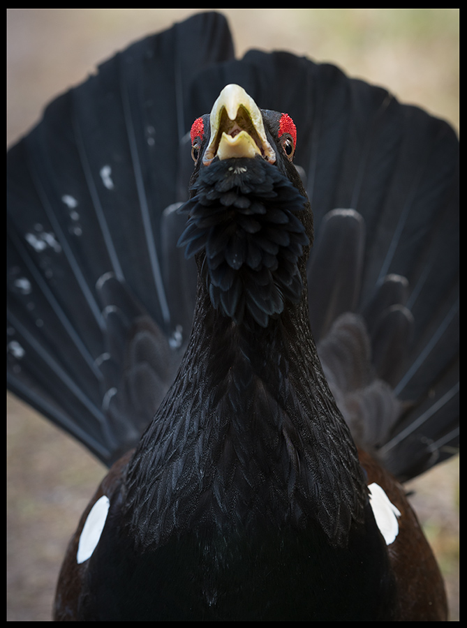 Capercaillie lekking - aggressive to people and full of hormones - Hemmesj
