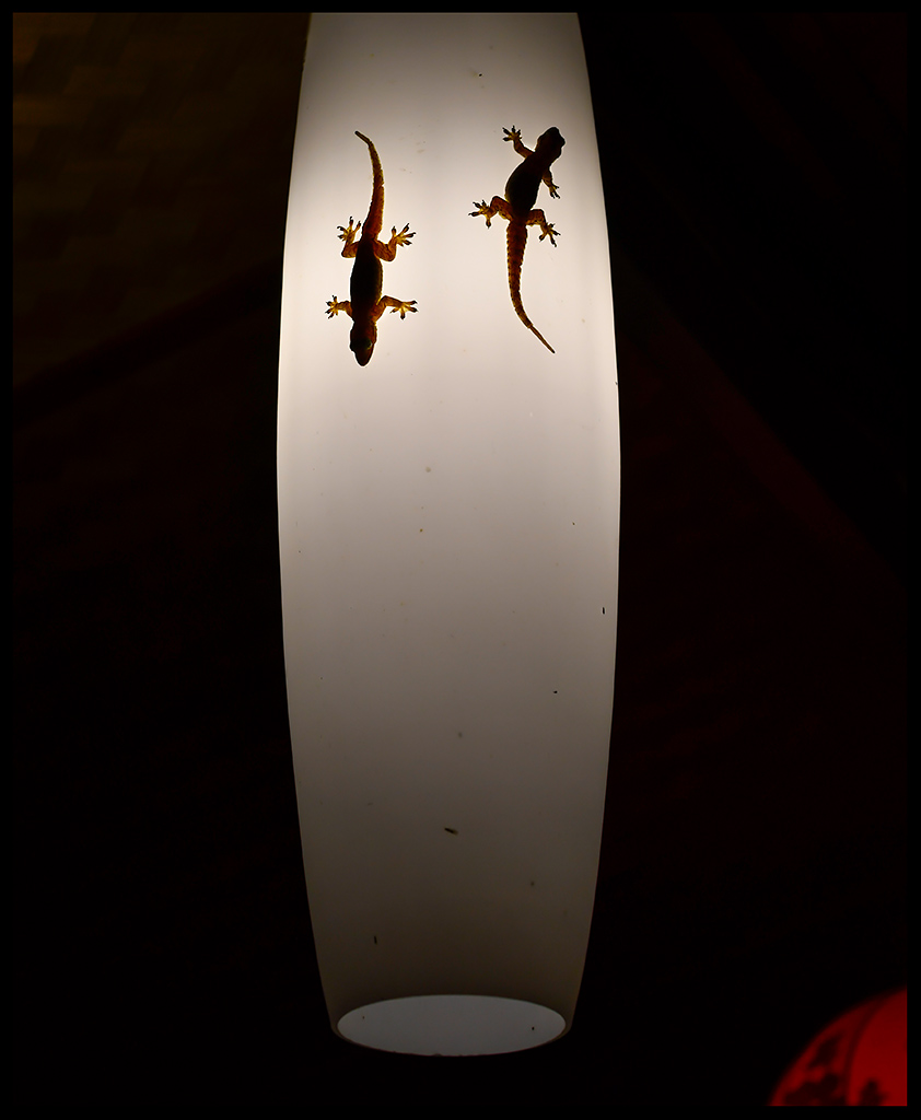 Geckos in our Krabi restaurant (Thailand)