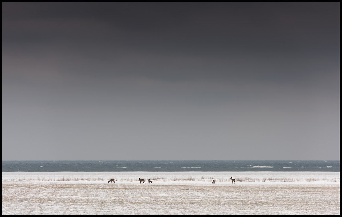 Rawdeers on the coastline near ssby