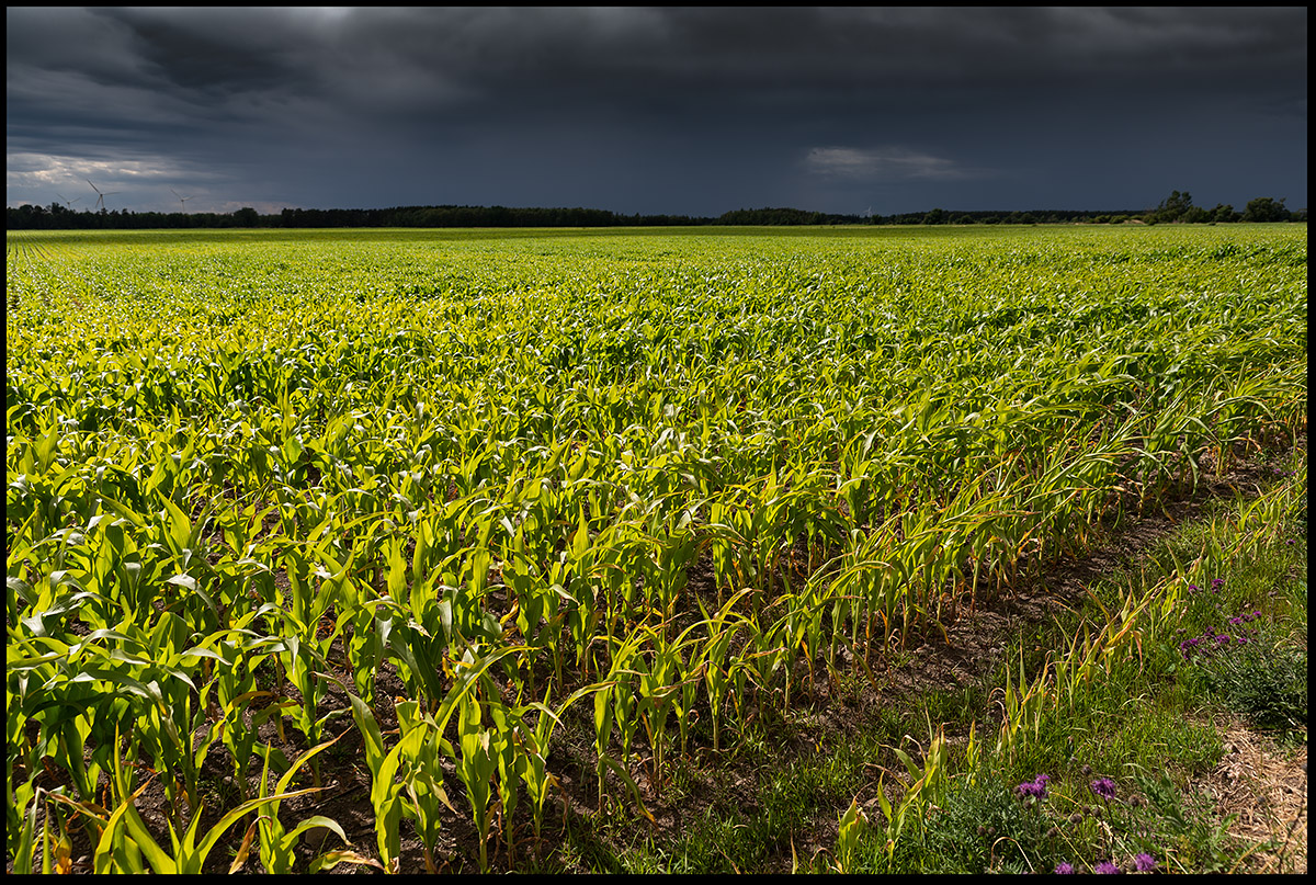 Cornfield with heavy rainclouds west of Kastlsa