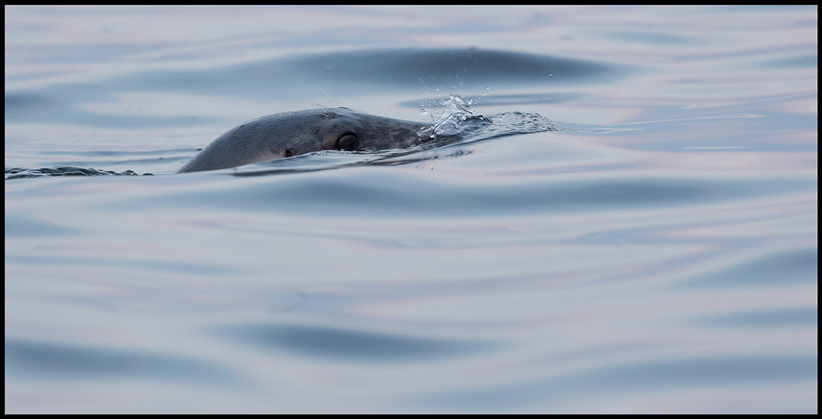 Grey Seal diving (Grsl) - Ottenby