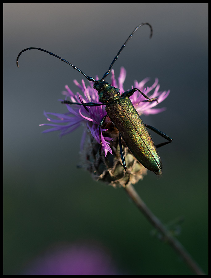 Musk Beetle (Myskbock) - Sdra Mckleby