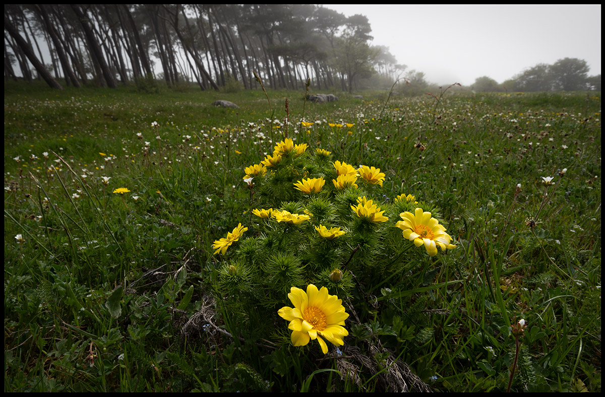 Arontorpsros (Pheasants Eye) Mrbylilla - land