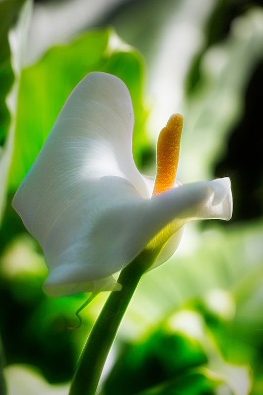 Calla lily