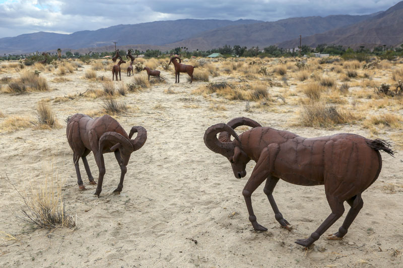 Bighorn Sheep