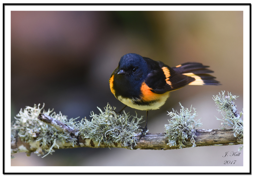 American Redstart