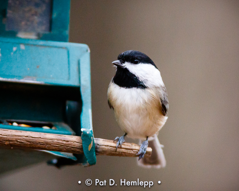 Chickadee at feeder