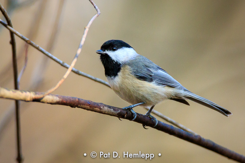 Chickadee on branch