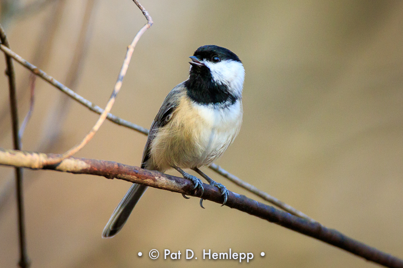 Calling chickadee