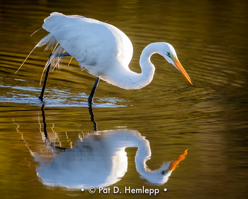 Egret reflection