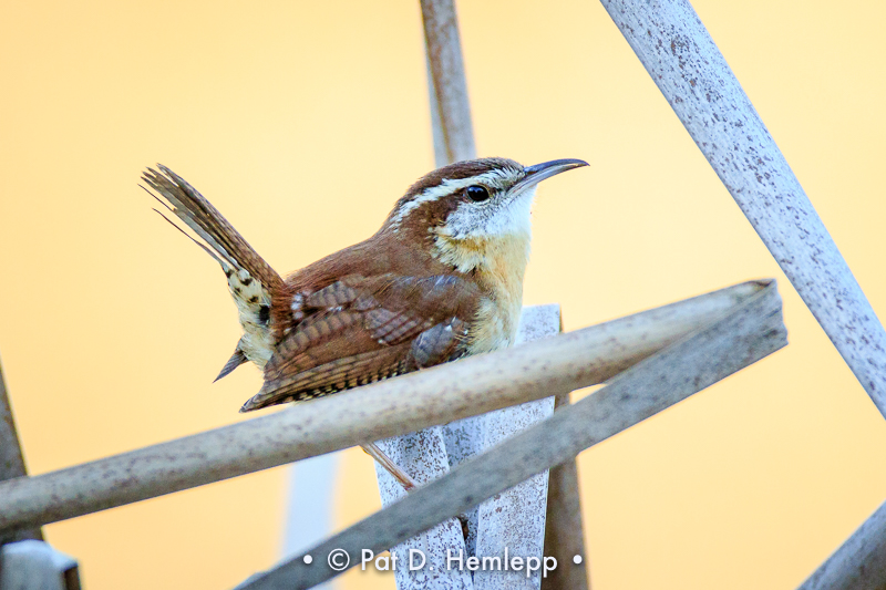 Wren watching