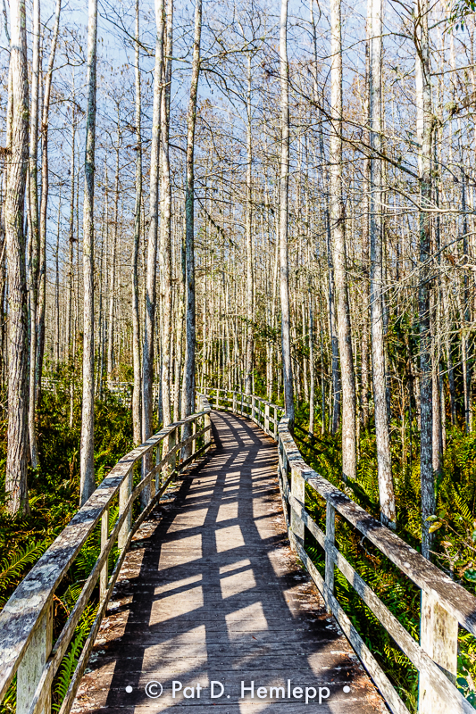 Through the trees