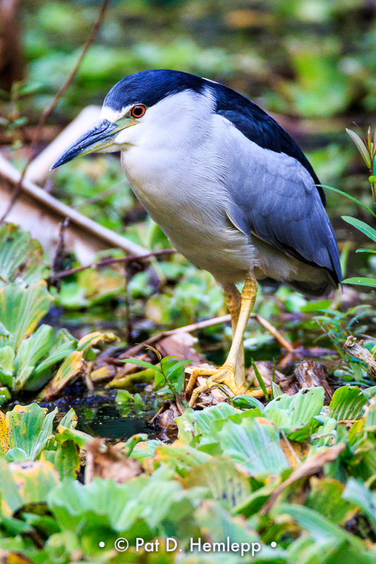 Heron and plants