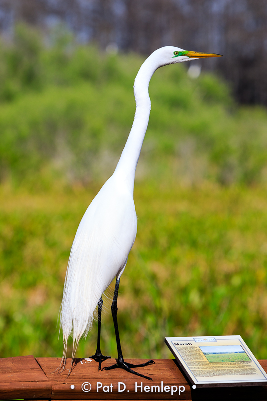 Above a marsh