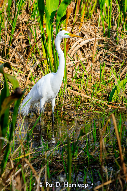 Wading