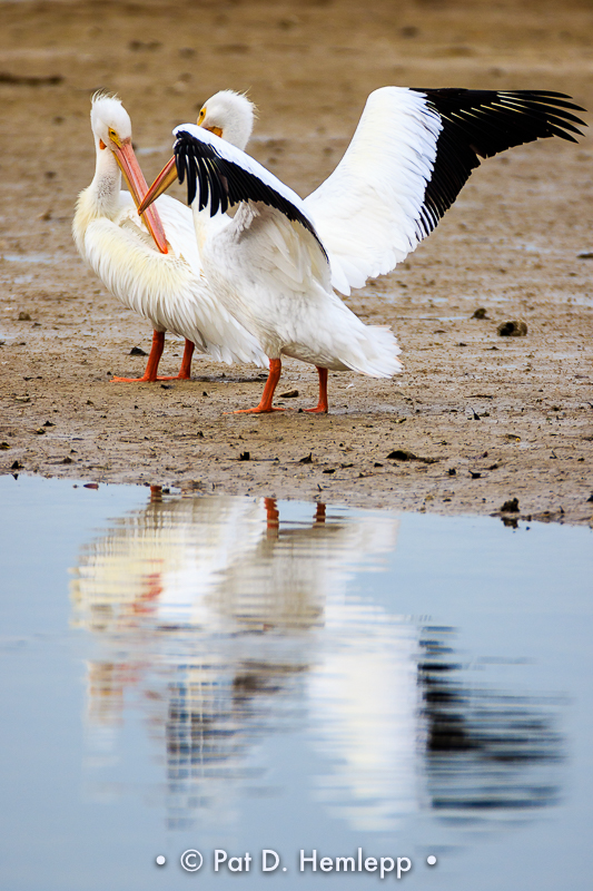 White Pelicans