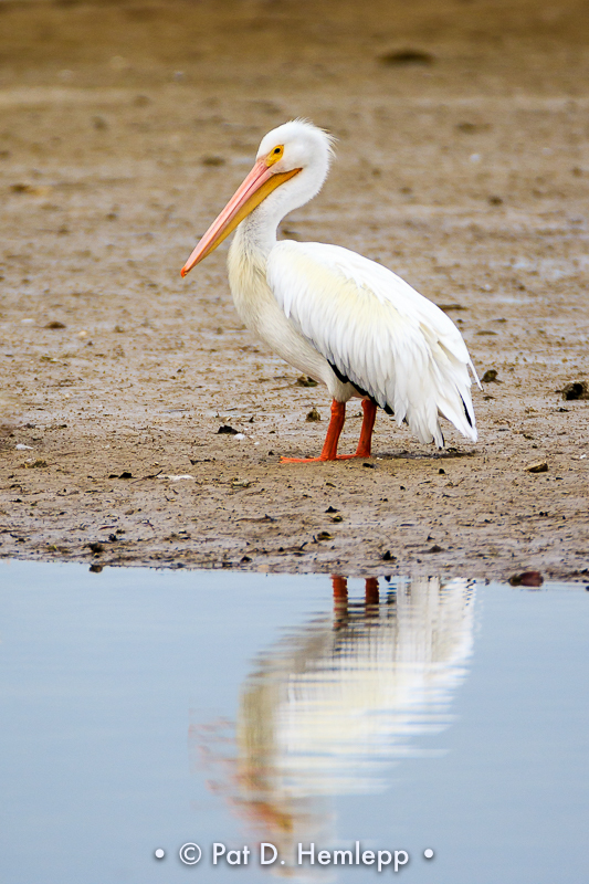 Pelican resting