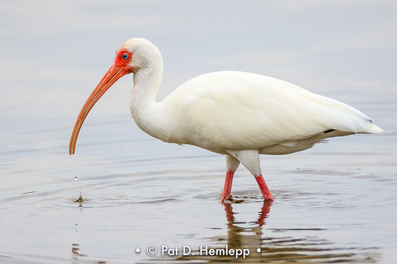 Ibis profile