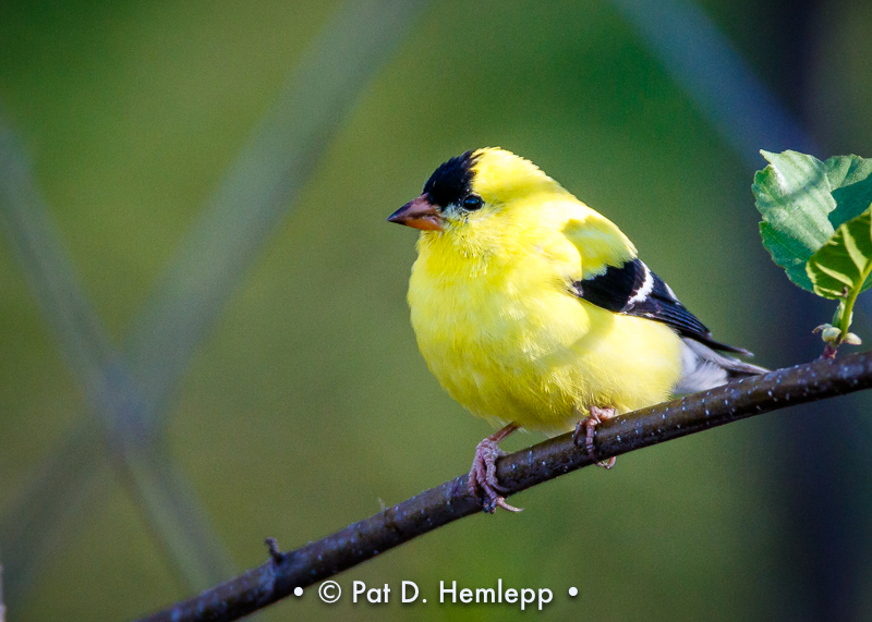 Branch perch