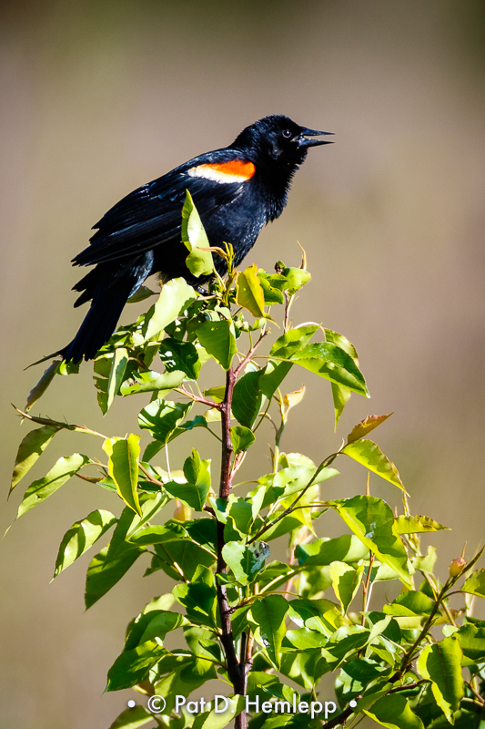 Blackbird