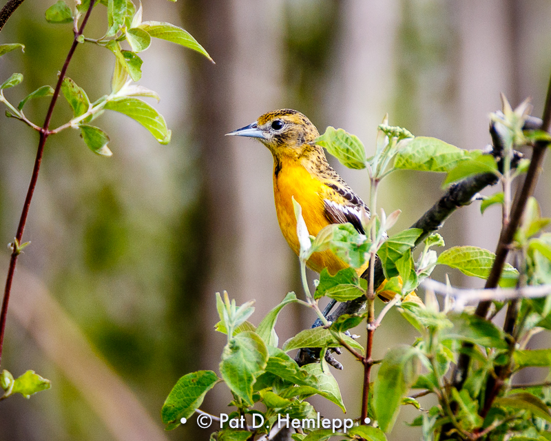 Female oriole