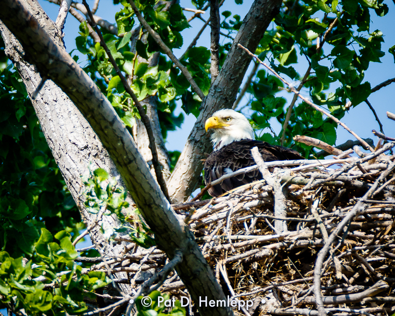 Eagles nest