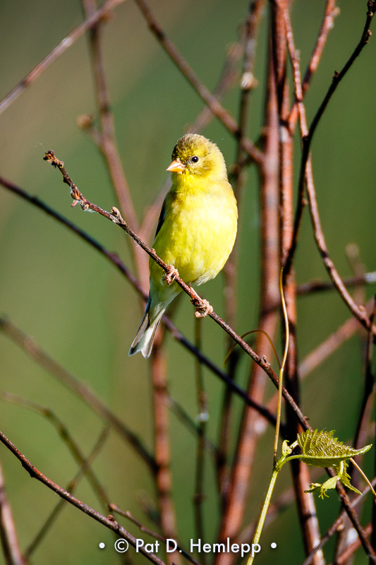 Molting