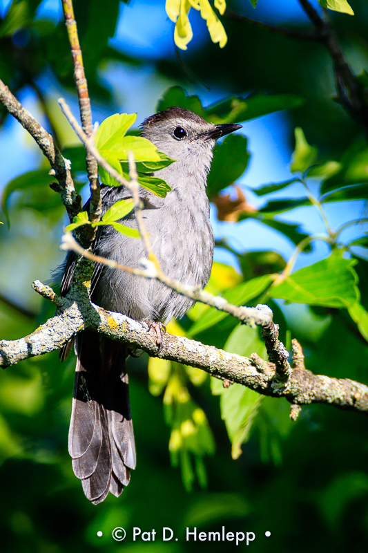 Hiding catbird