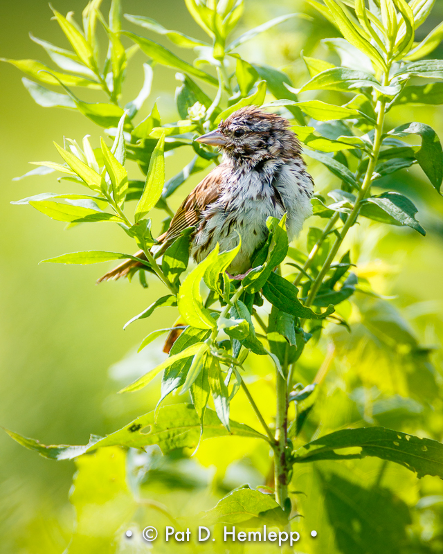 Sparrow and leaves