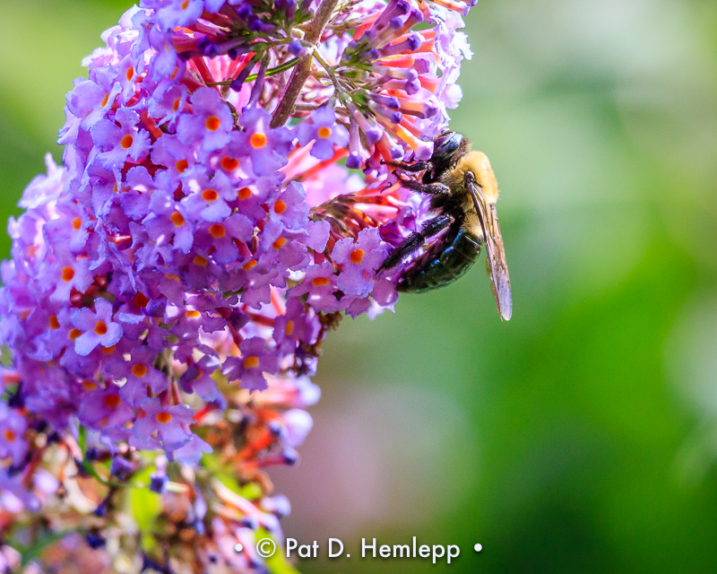Nectar search