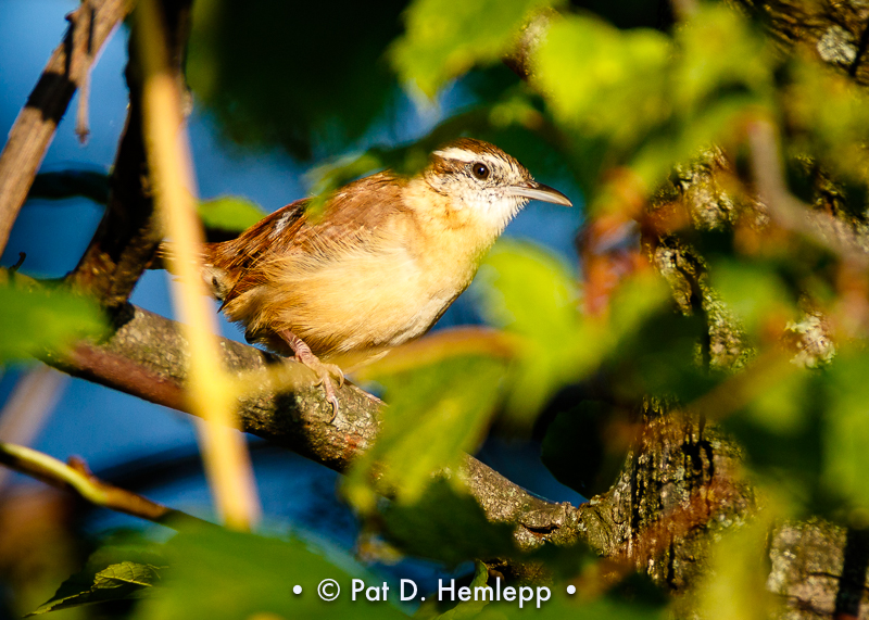 Hiding wren