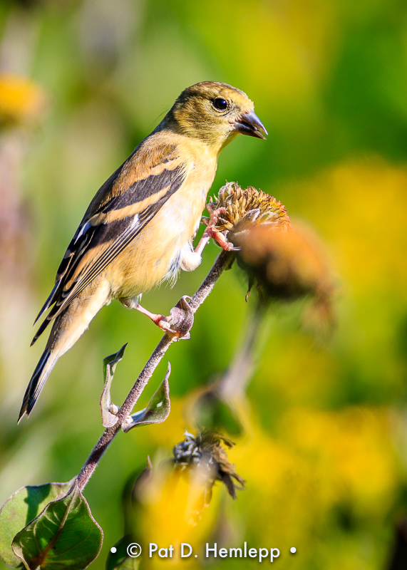 Finch and flower
