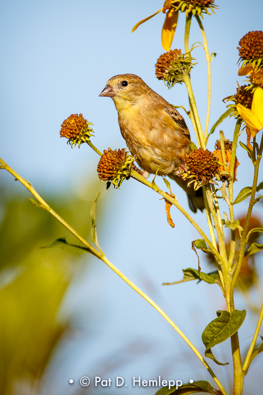 Among flowers