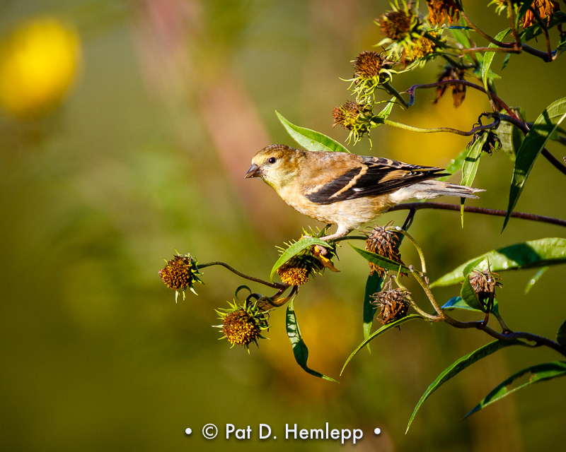 Finch food