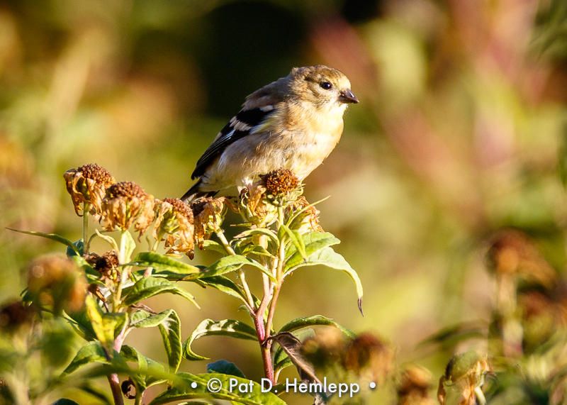 Finch in fall field