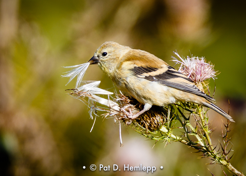 Finch and thistle