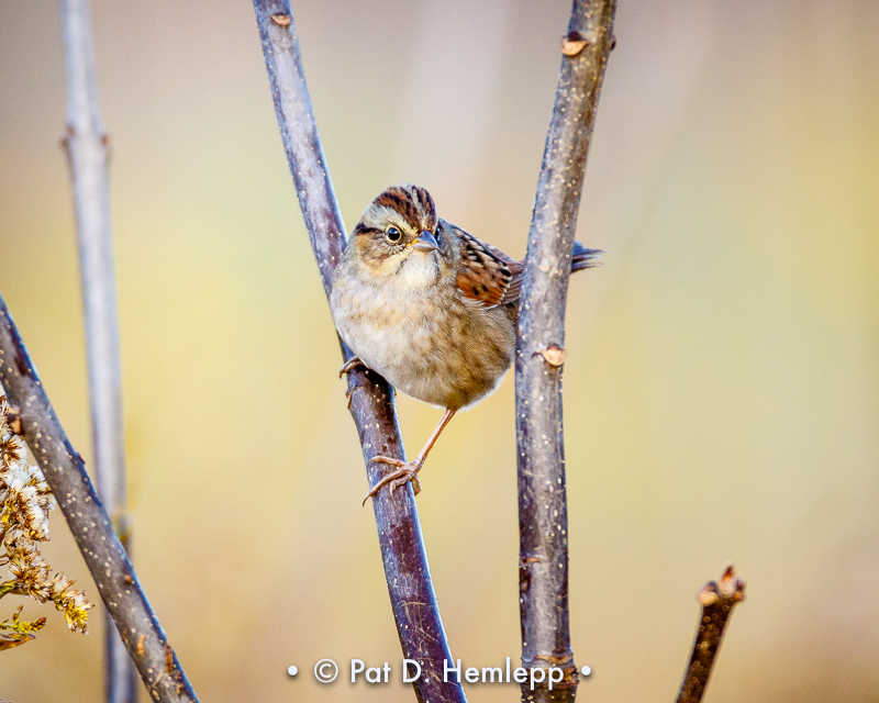 Chipping Sparrow