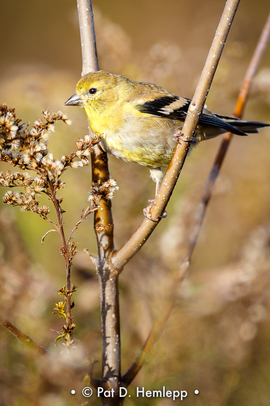 Finch on branch