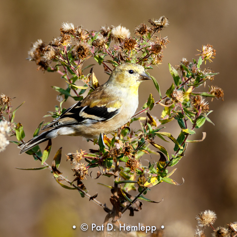 Fall goldfinch