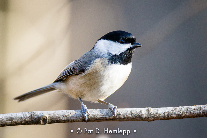 Chickadee