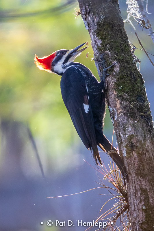 Working woodpecker