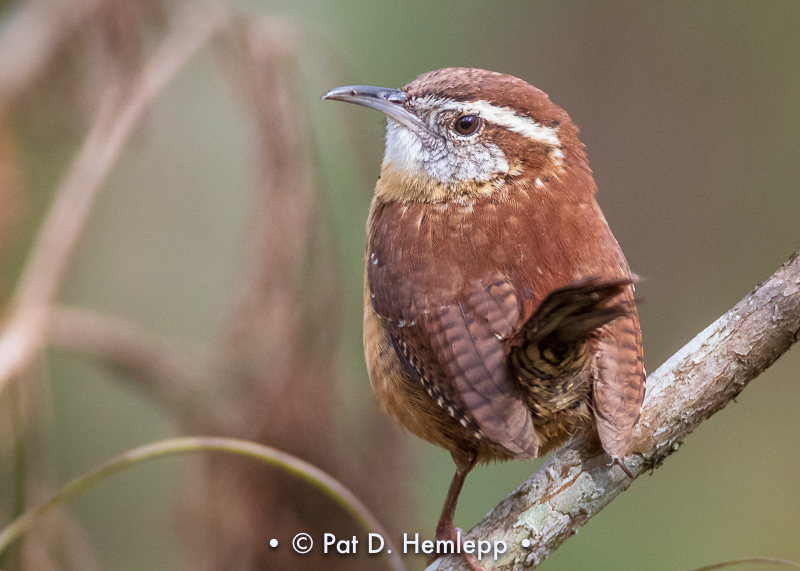 Wren watching